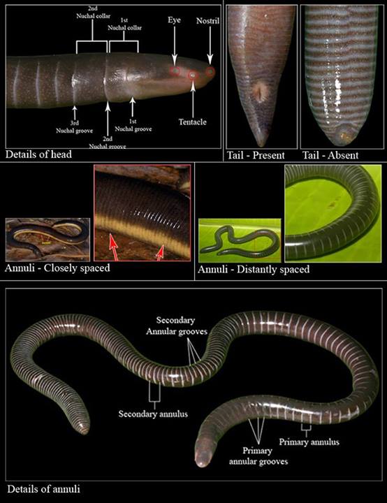 Caecilians of India
