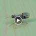 كيف تصنع روبوت عنكبوتي مصغر.