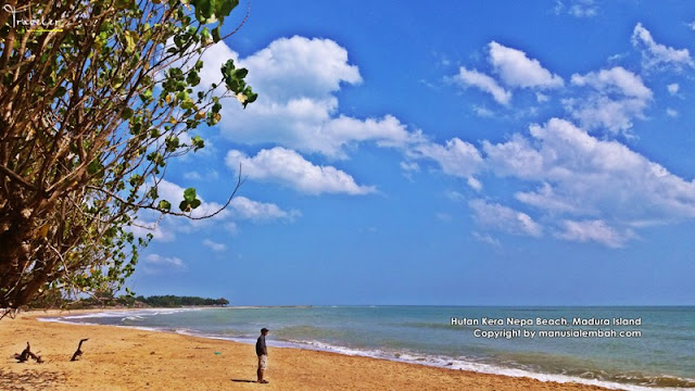 Pesona Alam Sempurna Pantai Hutan Kera Nepa