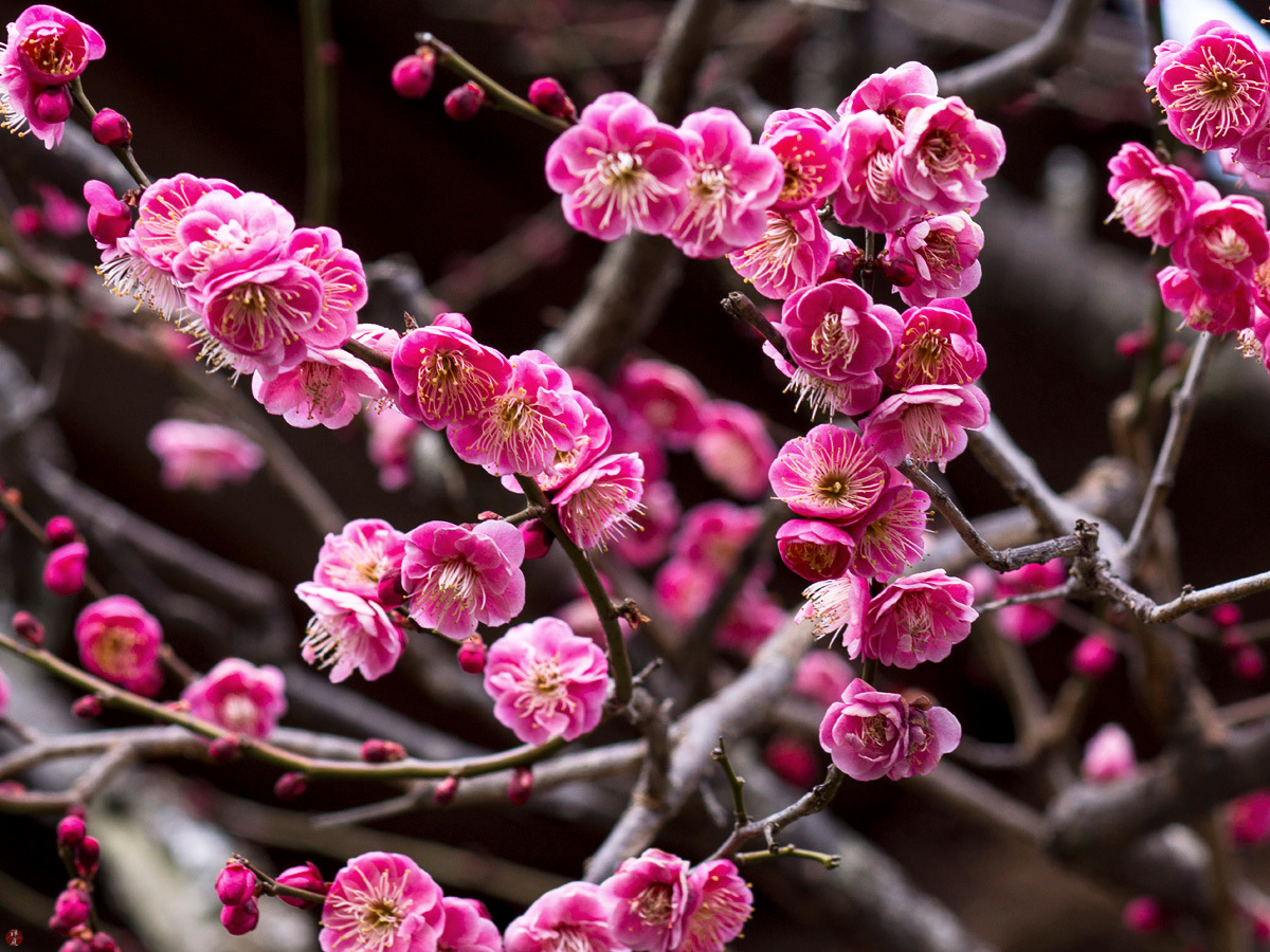 FROM THE GARDEN OF ZEN Koubai ( redflowering Japanese apricot