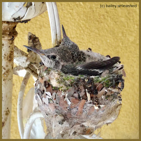 baby hummingbirds | via baileyunleashed.com