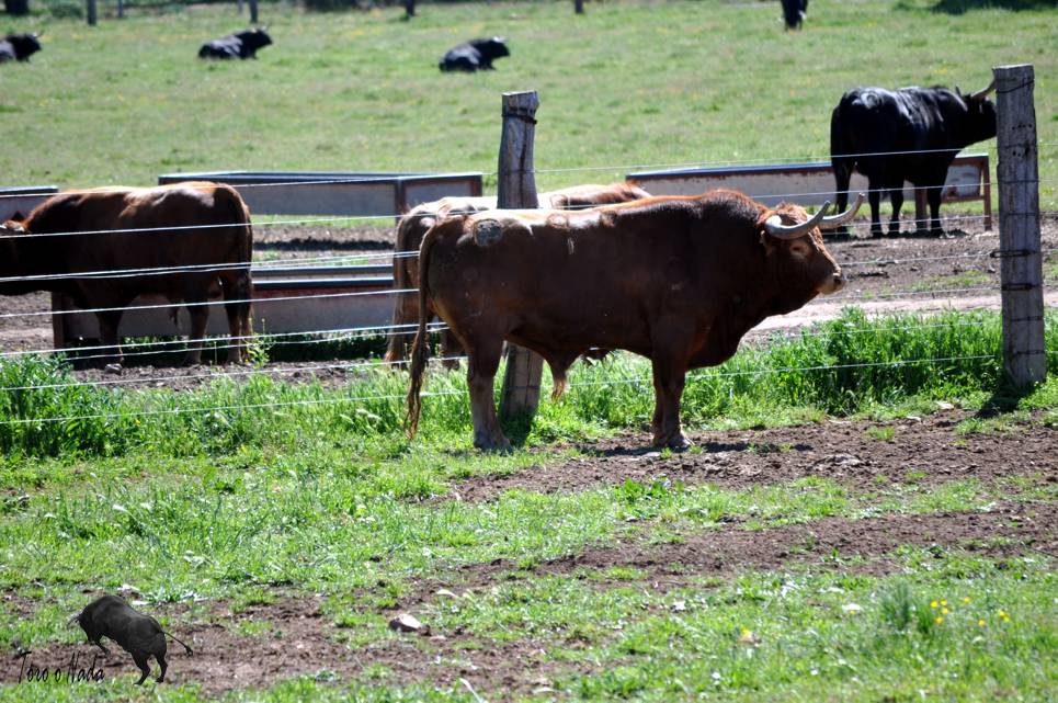 Toro o Nada Ganadería de Montalvo 11/05/13