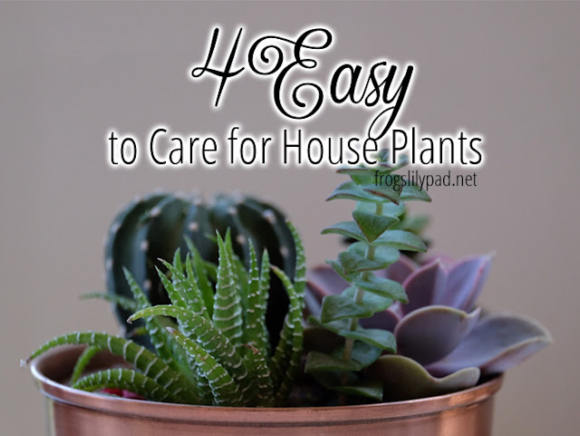 Choosing House Plants - 4 Easy to Care for Plants