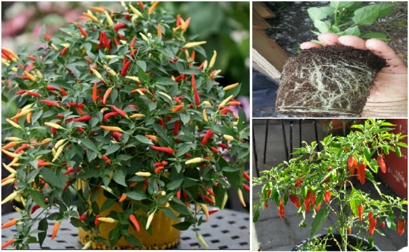 19+ Arti Mimpi Menanam Cabai