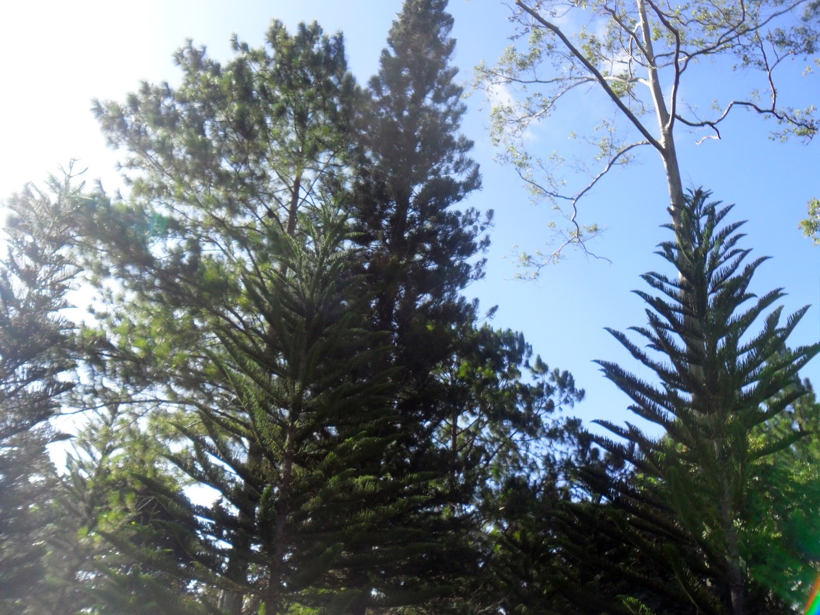 Eagle's Ridge | Bukidnon-Davao | Hello Lysa