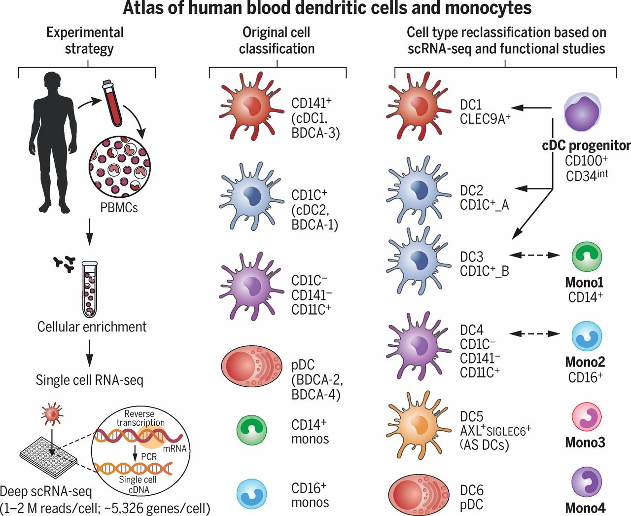 function of dendrite function of dendrite