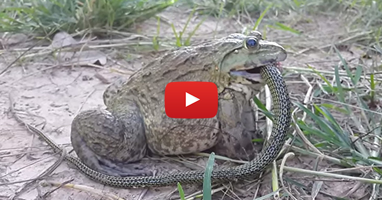 Giant Frog Eats Snake, caught on cam