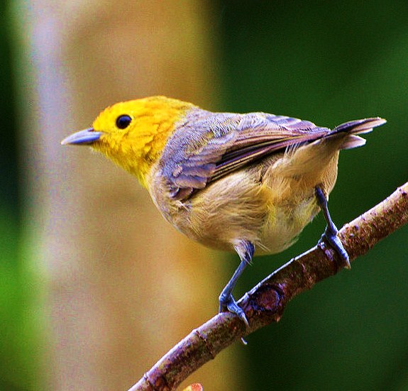 Birds of the World Orangeheaded tanager