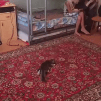 daily_gifdump_3073_25.gif
