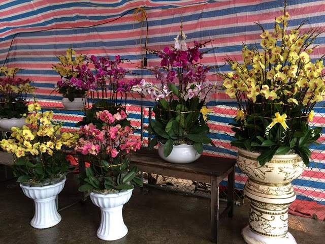 Tìm hiểu về giá hoa phong lan vạn phúc Hoa%2Bphong%2Blan%2Bdep%2Bdip%2Btet%2Bnguyen%2Bdan%2B836