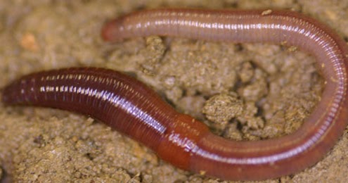 ciri-ciri kingdom animalia dan contoh struktur tubuh untuk