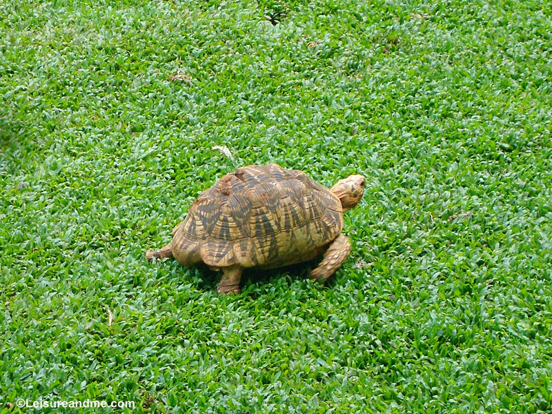  Sri Lanka Pinnawala Zoo 