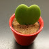 Product Review: Heart Shaped Cactus - Valentine's Day Gift Idea Beast or Bust