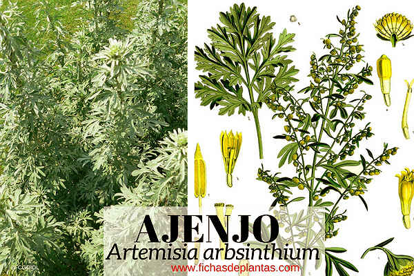 usos medicinales ajenjo