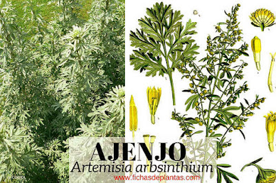 Artemisia arbsinthium Ajenjo es una planta medicinal utilizada en infusión