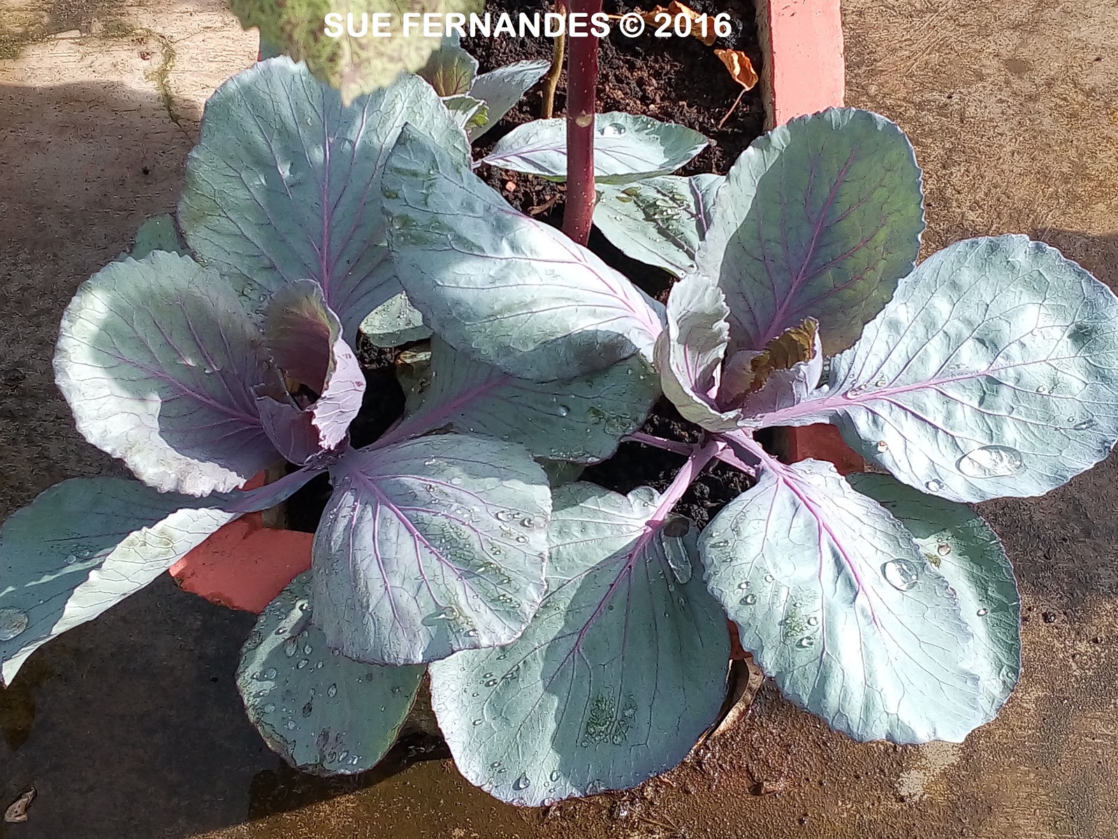 Plants Growing In My Potted Garden. Growing Purple Cabbage From Seeds