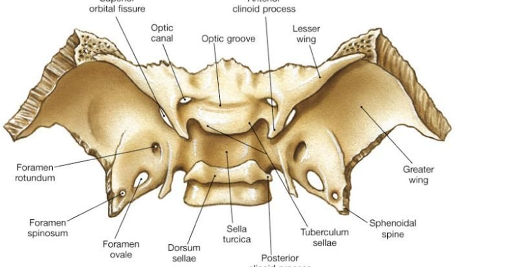 easyhumanatomy: Sphenoid: easy and brief discussion
