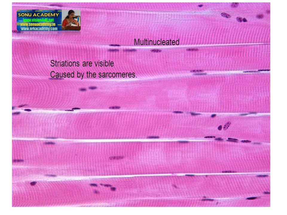 SONU ACADEMY: MUSCLE TISSUE - TEXT