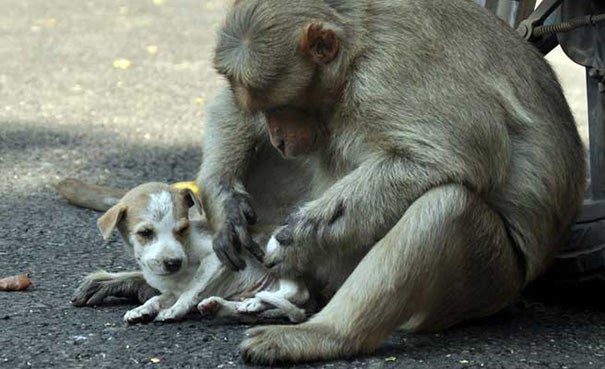 A Monkey Defended A Puppy From Stray Dogs And Became Its New Parent