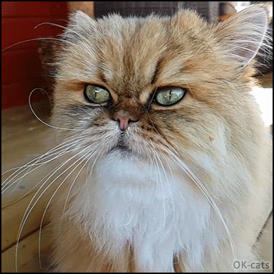 Hilarious cat GIF • Cat sticking super long tongue dreaming of ice cream during winter Hilarious cat GIF • Cat sticking super long tongue dreaming of ice cream during winter