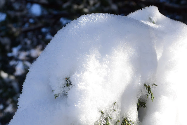 snow with frost