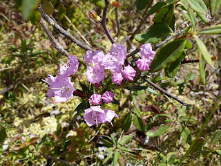 Kalmia à feuilles d'andromède - Kalmia polifolia Kalmia à feuilles d'andromède - Kalmia polifolia