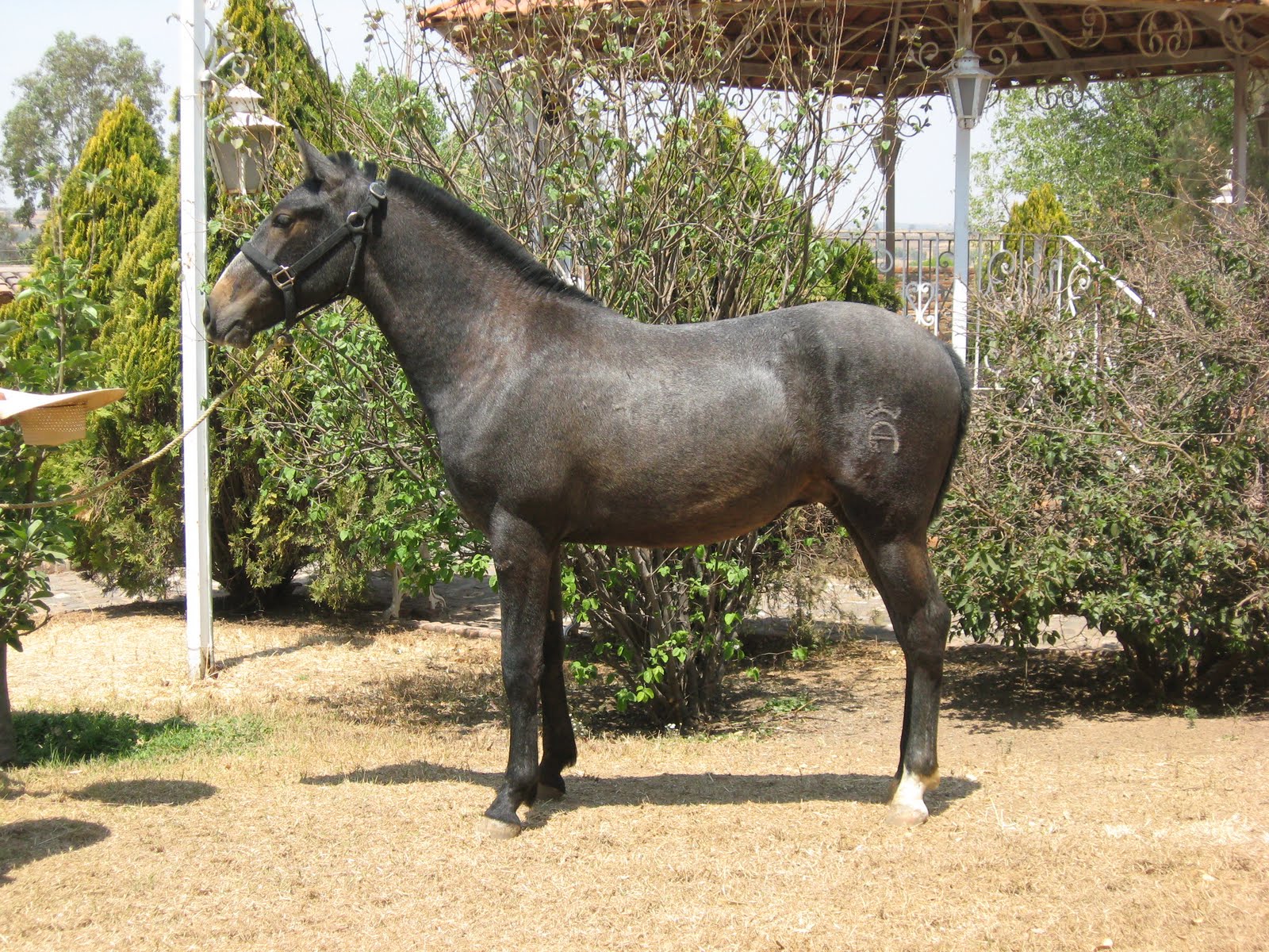 Venta de Caballos