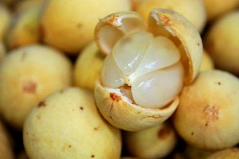 Manfaat Buah Duku untuk Kesehatan dan Kecantikan Manfaat Buah Duku untuk Kesehatan dan Kecantikan