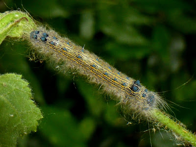 Tolype velleda caterpillar Tolype velleda caterpillar