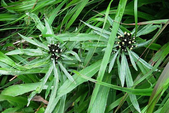 Szarota norweska (Gnaphalium norvegicum Gunnerus). Szarota norweska (Gnaphalium norvegicum Gunnerus).