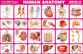 Human Anatomy Chart contains 20 images of various parts of the body
