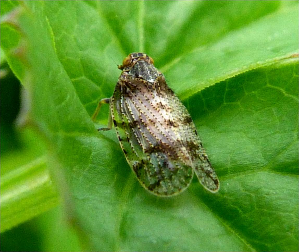 Insects of Scotland: True Bugs