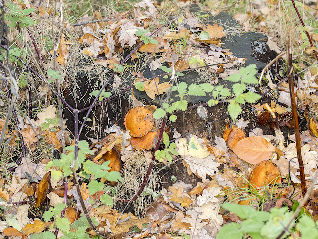 Gymnopilus penetrans, Common Rustgill. Hayes Common, 16 November 2016. Gymnopilus penetrans, Common Rustgill. Hayes Common, 16 November 2016.