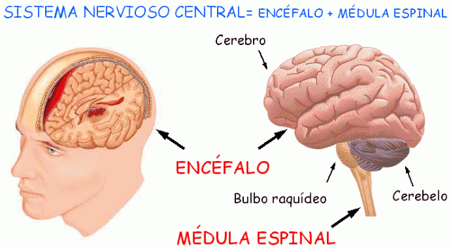 SISTEMA NERVIOSO CENTRAL