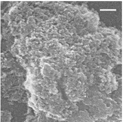 SEM Silikon nanokristal SEM Silikon nanokristal