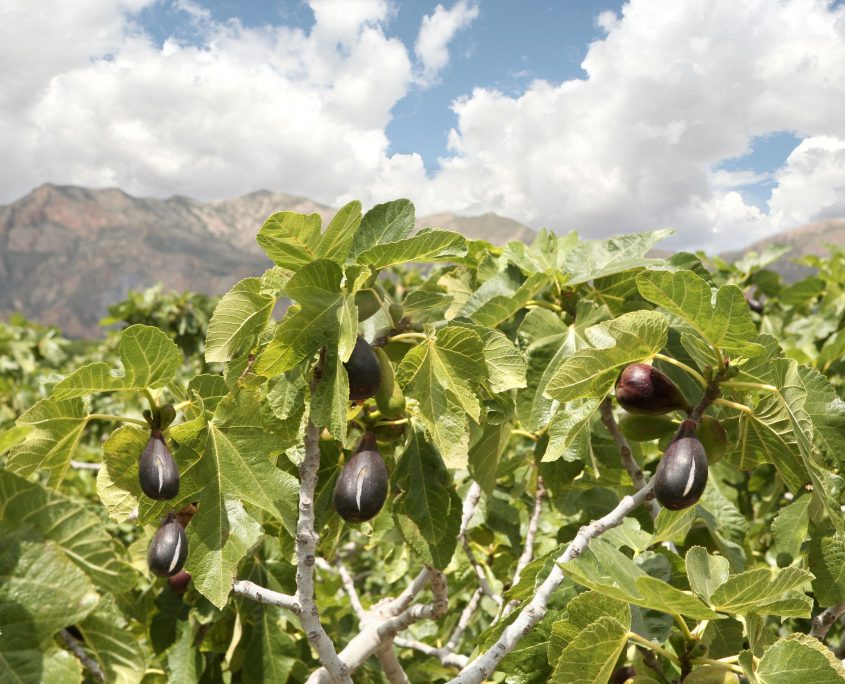 HOLIDAYS AROUND ALICANTE AND ELCHE BLOG “BREVAS” AND FIGS, A