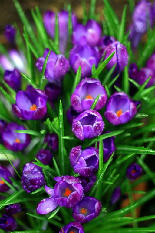 spring flowers© Annie Japaud Photography spring flowers© Annie Japaud Photography