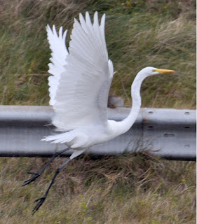 Great Egret large white egret flapping its wings