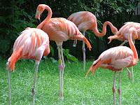 flamingo photos