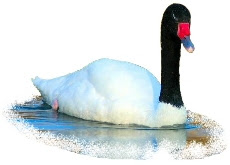 Cisne de Pescoço Preto (Cygnus melanocoryphus) Cisne de Pescoço Preto (Cygnus melanocoryphus)
