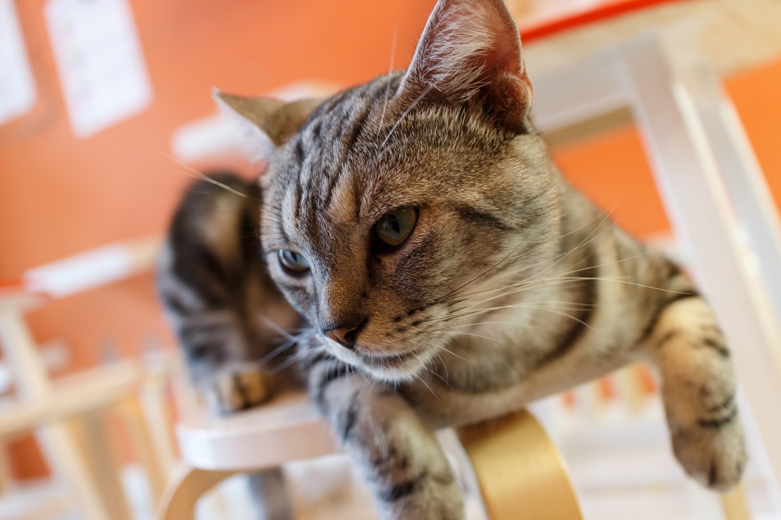 Krakow How to do it Cat Cafe in Krakow