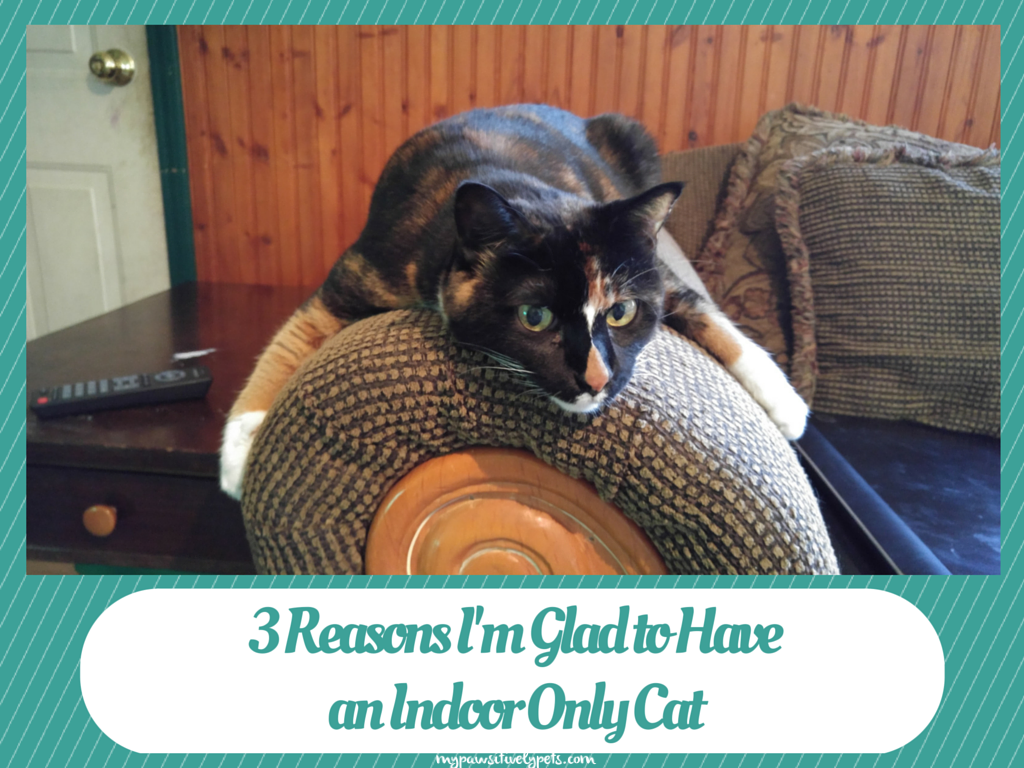3 Reasons Why I'm Glad to Have an Indoor Only Cat Pawsitively Pets
