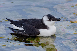 Alca común, Alca torda, Razorbill