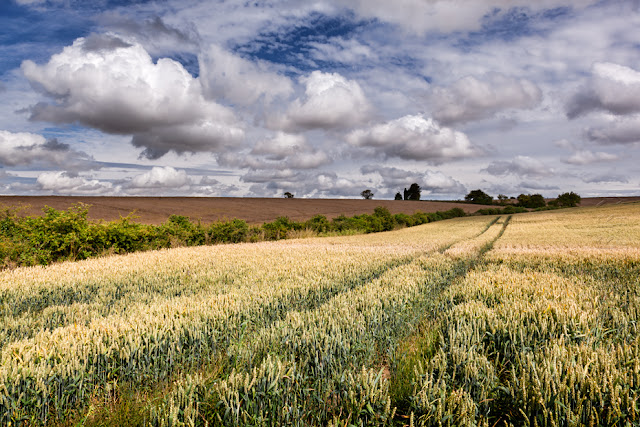 A Cotswolds wheat field under fluffy white clouds by Martyn Ferry Photography