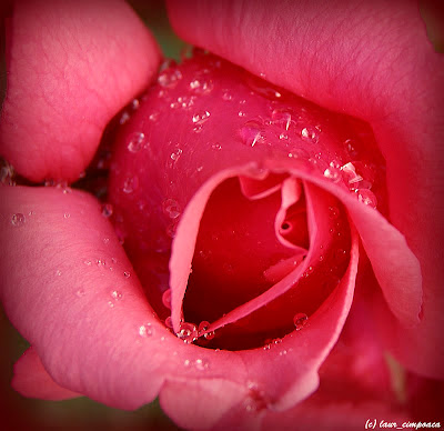 Trandafir Rose Rosa Rozsa