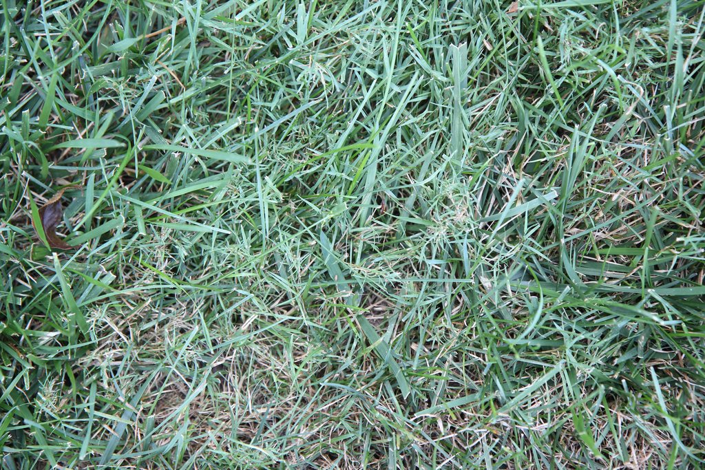 Adventures In Gardening Missed some creeping bentgrass!