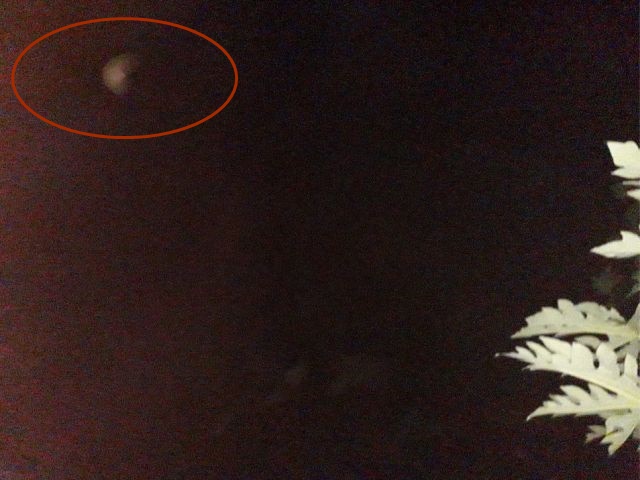 Original Image of the Lautoka, Fiji UFO