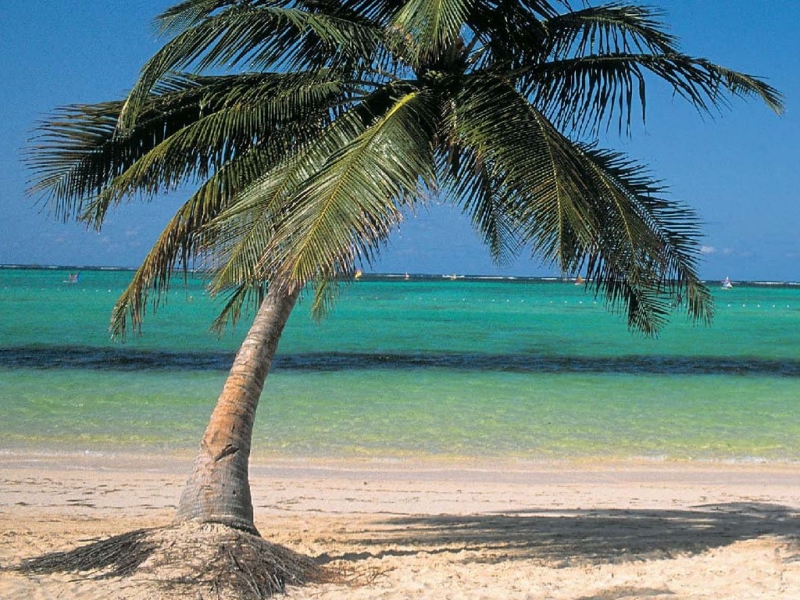 Rüyada Palmiye Görmek Rüya Tabirleri ve Yorumları