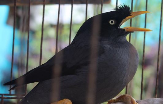 Download Mp3 Kumpulan Suara Jalak Gacor Lengkap Burungmaster Official