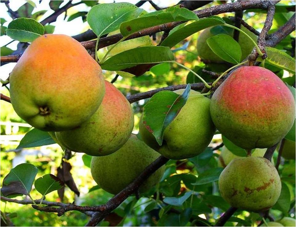 Luiz Henrique Um novo Tempo !